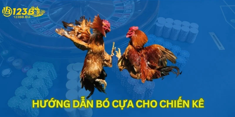 Hướng dẫn bó cựa cho chiến kê