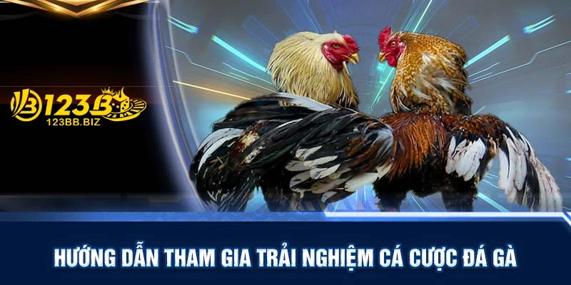 Hướng dẫn tham gia trải nghiệm cá cược đá gà