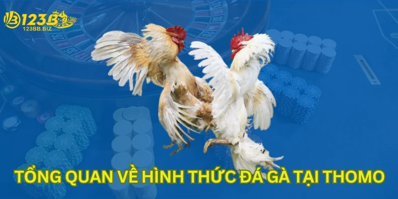 Tổng quan về hình thức đá gà tại Thomo