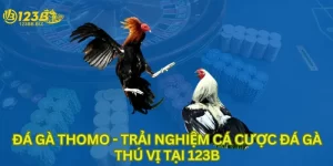 Đá gà thomo trải nghiệm cá cược đá gà thú vị tại 123B