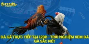 Đá gà trực tiếp tại 123b trải nghiệm xem đá gà sắc nét